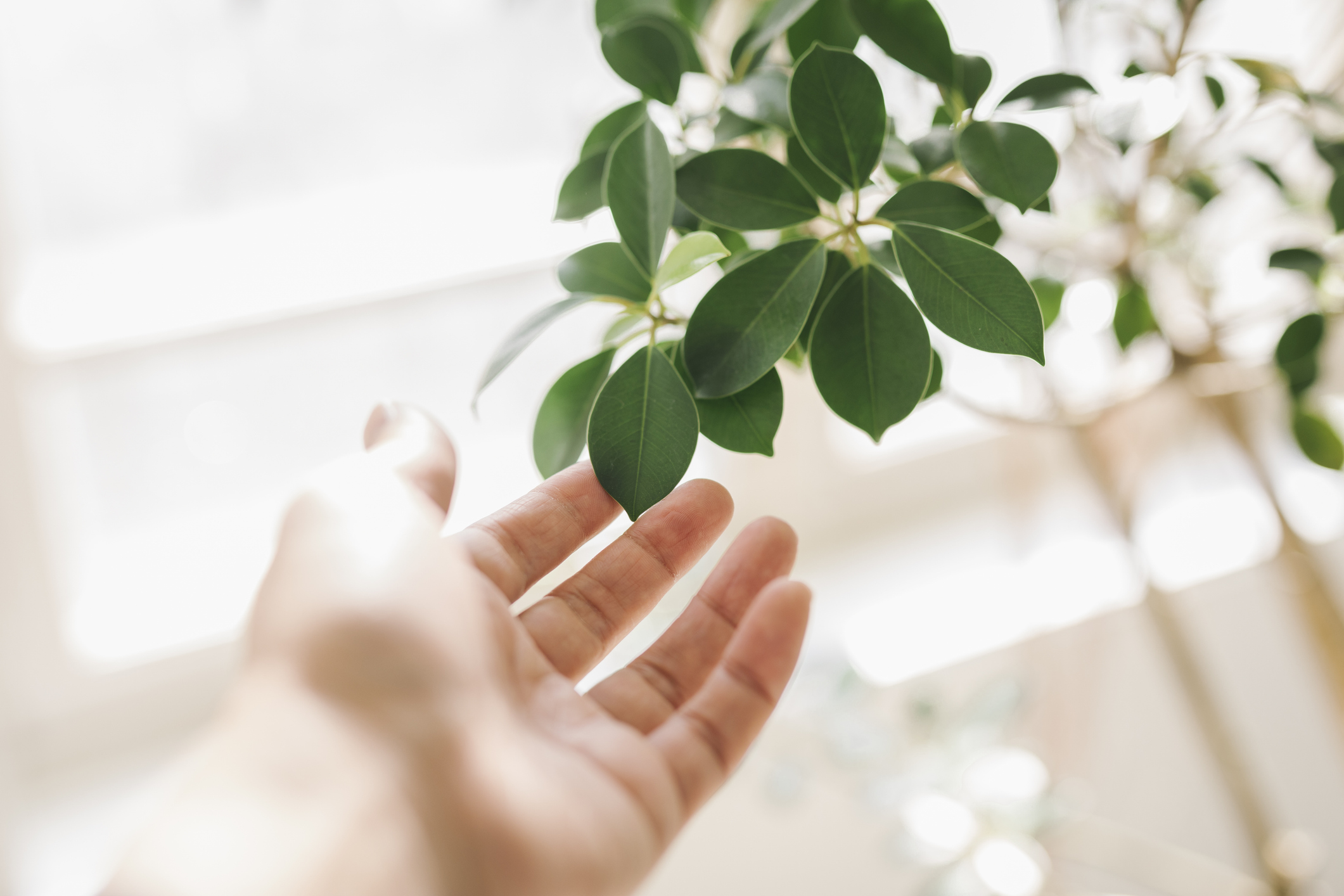 手が植物に触れようとしている画像